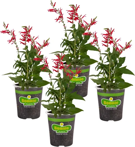 Miniatura 10 de Bonnie Plants Cebollino - Paquete de 4 plantas vivas, perennes en las zonas 3 - 10, sin OMG, ideal para ensaladas, sopas, papas y más