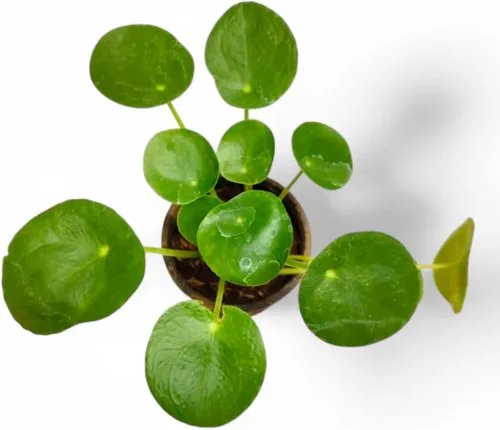 Miniatura 2 de 2 plantas Pilea Peperomioides, plantas vivas de dinero, plantas iniciadoras de Pilea Peperomioides vivas de 3 a 6 pulgadas de alto, plantas