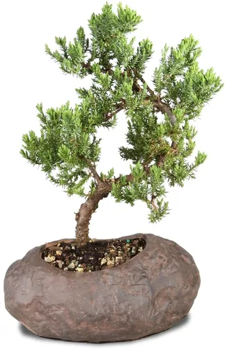 Miniatura 3 de Brussel's Bonsai - Árbol bonsai de enebro montículo verde, para exterior, mediano, 5 años, de 15 a 25 cm de altura, incluye maceta de roca