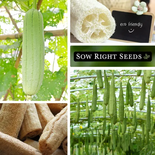 Miniatura 4 de Sow Right Seeds - Semilla de calabaza Luffa para plantar - Paquete de reliquia sin OMG con instrucciones para plantar un huerto casero - Cultiva tu
