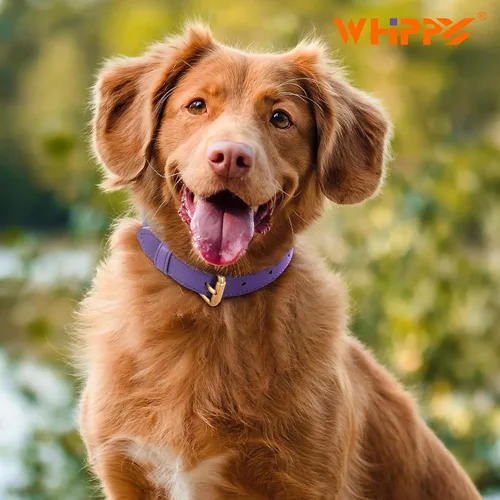 Miniatura 2 de WHIPPY Collar de cuero para perro pequeño, mediano y grande, ajustable, suave, transpirable, acolchado de cuero para cachorro con hebilla de Púrpura