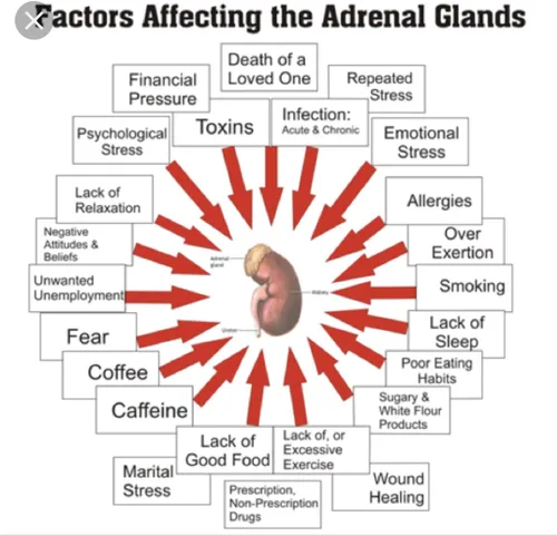 Miniatura 6 de Miracle Adrenal Essence Doctor's Choice - Suplemento adratogénico de hierbas y vitaminas