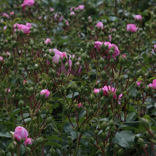 Miniatura 2 de Heirloom Roses Rose Bush - Planta rosa viva de Inglaterra rural para plantar al aire libre