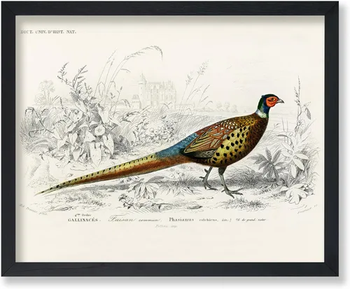 Miniatura 67 de Poster Master Vintage James Audubon Póster - Impresión Retro de Cuervo - Arte de Aves de América - Arte de Aves - Regalo para Hombres, Mujeres