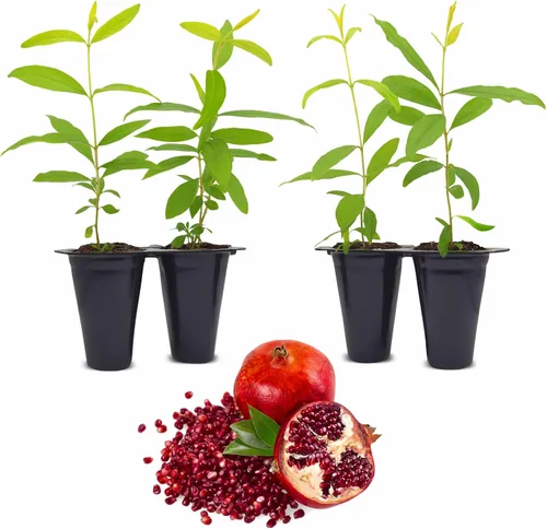 Miniatura 8 de Granada Salavatski Viva en Venta (Paquete de 4) Plantas Fáciles de Cultivar Planta de Fruta Comestible para Vida Sostenible Cultiva Tu Propia