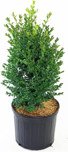 Miniatura 7 de Buxus micro. 'Tide Hill' (Boj) Evergreen, forma extendida, #2 - Tamaño Contenedor