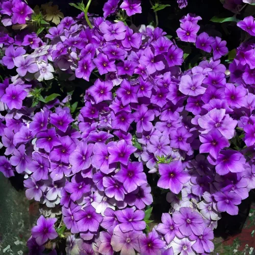Miniatura 2 de Paquete de 1000 semillas de Phlox para plantar colores mixtos, cubierta de suelo rastrero Popstars Phlox - Semilla anual de flores para el hogar