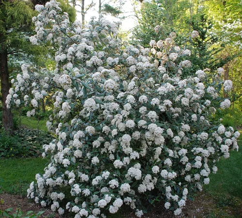Miniatura 6 de Pragense Viburnum - Planta viva enviada de 2 a 3 pies de altura por DAS Farms