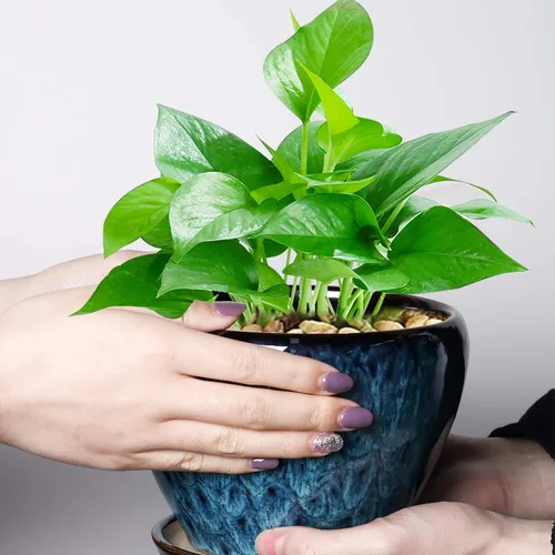 Miniatura 6 de Maceta de Cerámica Moderna con Esmalte para Suculentas con Agujero de Drenaje y Platillo, Maceta Redonda de 6 Pulgadas para Plantas de Flores
