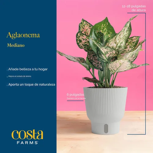 Miniatura 3 de Costa Farms - Aglaonema, planta de interior viva, auto-riego, maceta decorativa, 1 pie de alto, colección Trending Tropicals Maceta de decoración