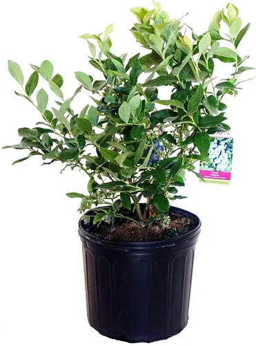 Miniatura 7 de Vaccinium corymbosum 'Bluegold' (HighBush Blueberry) Arbusto comestible, #3 - Contenedor