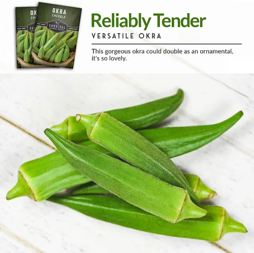 Miniatura 4 de Survival Garden Seeds - Semilla de okra esmeralda para plantar - Paquete con instrucciones para plantar y cultivar Okra tierna y grande en tu huerto
