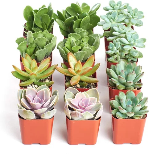 Shop Succulents Colección Surtida de Paquete de Plantas Suculentas - Plantas Suculentas Miniatura Vivas, Bajo Mantenimiento, Mezcla de Colores y