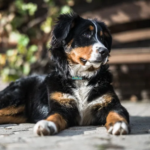 Miniatura 6 de Etiqueta de identificación de perro deslizable con código QR, etiqueta silenciosa personalizada personalizada para mascotas - Gratis en línea
