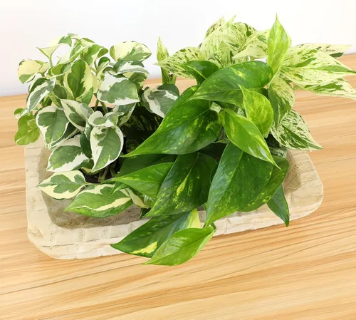 Miniatura 10 de Plantas de Pothos Vivas (4PK) Plantas de Interior Vivas Plantas de Casa, Planta de Pothos Viva Plantas de Casa, Planta de Dinero Pothos