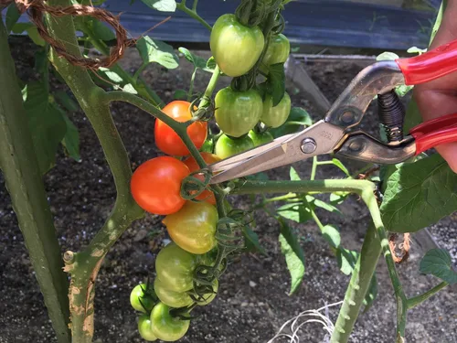 Miniatura 3 de CHIKAMASA T-55SC Recolección profesional de vegetales, frutas, tijeras de jardinería anchas/tijeras, hoja de acero inoxidable, hecho en Japón