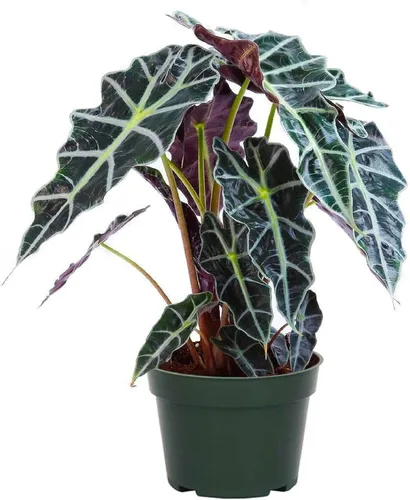 Miniatura 8 de American Plant Exchange Alocasia Oreja de Elefante – Maceta de 10 Pulgadas – Planta Tropical Viva de Cuidado Fácil, Follaje Audaz