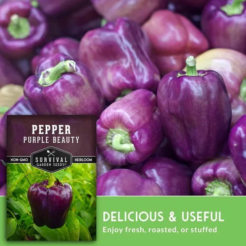 Miniatura 5 de Purple Beauty - Semillas de pimiento morrón para plantar Pimientos morados dulces tradicionales para jardines domésticos – Polinizado abierto sin