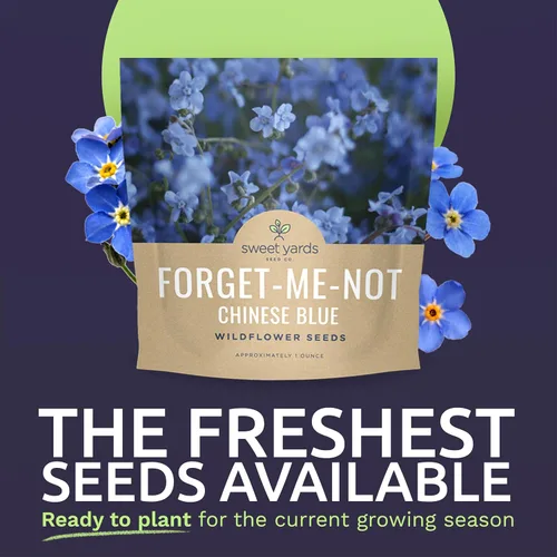 Miniatura 2 de Chinese Forget Me Not Wildflower Seeds - Paquete a granel de 1 onza - Más de 5,500 semillas polinizadas abiertas - Blue Cynoglossum amabile