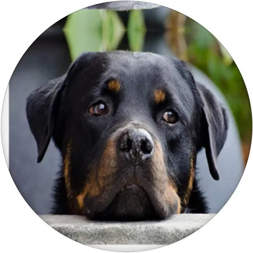 Miniatura 3 de Sweet Rottweiler - Agarre y soporte para teléfonos y tabletas