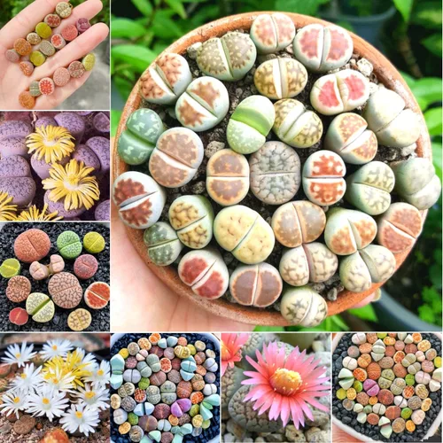 Lithops - 10 plantas vivas de Lithops, plantas suculentas vivas, piedras vivas, plantas suculentas grandes, a granel
