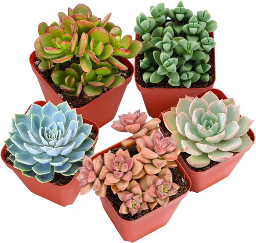 Sprout N Green Plantas suculentas vivas, paquete de 5 suculentas surtidas en maceta de 2 pulgadas con mezcla de tierra, plantas pequeñas raras de