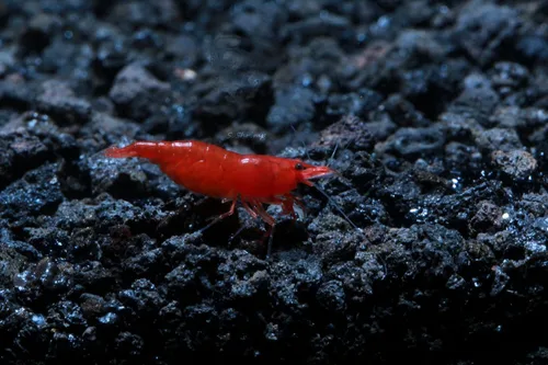 Miniatura 4 de Camarones vivos de acuario de agua dulce - Neocaridina (Bloody Mary, 5 unidades)