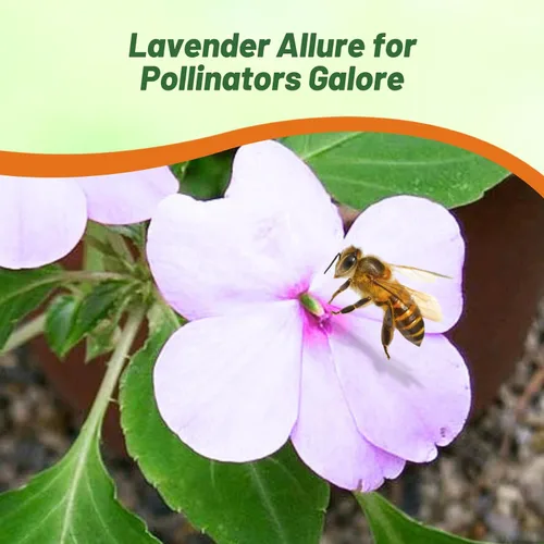 Miniatura 6 de Outsidepride 200 Semillas Impatiens Plant Lavender Shade Garden Flower Seeds para plantar