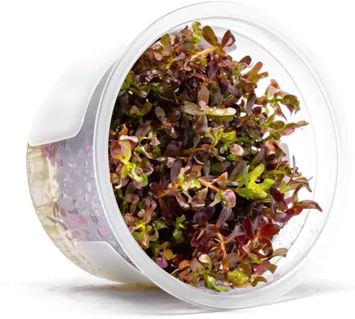 Miniatura 20 de Planta viva SubstrateSource - Hierba enana Eleocharis Belem cultivada en tejidos acuáticos para acuario - 100% libre de caracoles en copa in vitro