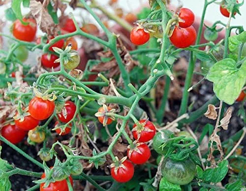 Miniatura 3 de Más de 30 semillas de tomate Red Robin Enano Determinadas Heirloom No OGM Dulce y Sabroso Bajo Ácido Raro Mini, Lycopersicon lycopersicum