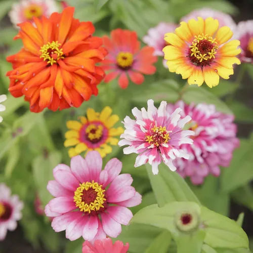 Miniatura 9 de Eden Brothers - Semillas de zinnia, cactus con flores, sin OMG, plantar en primavera, paquete, flores de bajo mantenimiento, zonas 3, 4, 5, 6, 7, 8