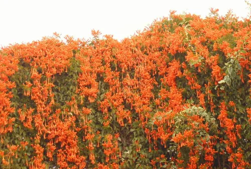 Miniatura 8 de UPC0764425789901 - Semillas de vid naranja gigante (Pyrostegia venusta) de Robsrareandgiantseeds UPC0764425789901 sin OMG, orgánico, cultivador