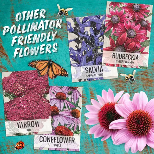 Miniatura 8 de Seed Needs, semillas de salvia roja escarlata - 800 semillas de variedad antigua para plantar Salvia coccinea - Flor silvestre perenne para un