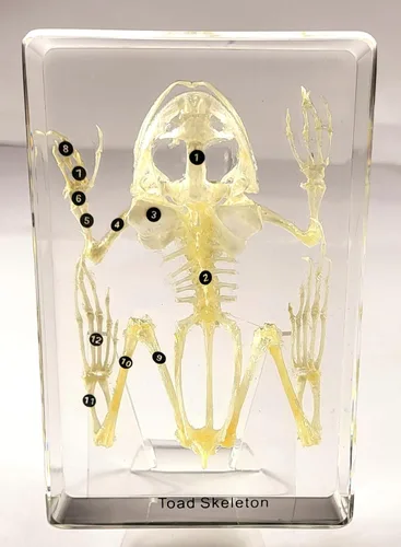 Miniatura 13 de 5.5" Murciélago real con alas abiertas en resina de lucite transparente, especímenes de artesanía, pisapapeles preservado, colección de taxidermia