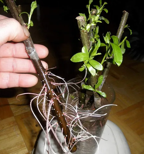 Miniatura 3 de 26 sauces híbridos, listos para plantar, árbol de sombra de crecimiento rápido, 26 plantas de árboles vivos para interiores y exteriores
