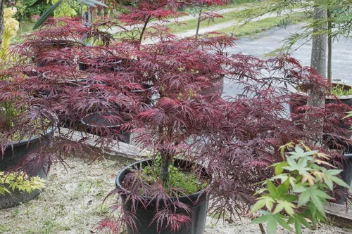 Miniatura 7 de 10 INABA SHIDARE Maple Weeping Red Laceleaf Japanese Acer Palmatum Dissectum Tree Seeds