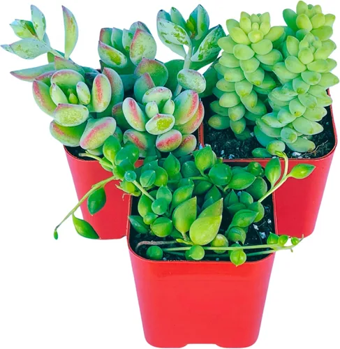 Miniatura 6 de Plantas Suculentas Vivas (Paquete de 3) Paquete Inicial de Plantas Colgantes de 2", Plantas Suculentas Vivas Completamente Enraizadas en Macetas