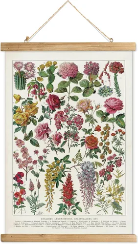 Miniatura 27 de XIAOAIKA Póster Educativo de Vida Silvestre de Seto Británico - Cuadro Ilustrado de la Naturaleza con Marco de Madera - Arte de Pared de Animales