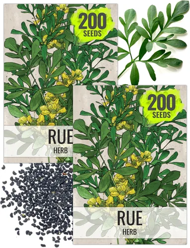 Miniatura 10 de Seed Needs Semillas de Rúe para Plantar Hierbas Medicinales - Semillas Perennes Autóctonas No Transgénicas y Sin Tratar para Cultivar un Jardín