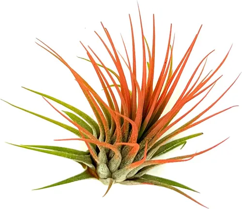 Miniatura 3 de ragnaroc Plantas de aire Tillandsia Ionantha, Regular 2-3 pulgadas - 1 unidad - Color orgánico mejorado - Llegada en vivo garantizada - Plantas