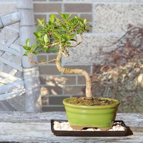 Miniatura 7 de Brussel's Live Golden Gate Ficus - Árbol bonsái para interiores, 5 años de edad; 6 a 10 pulgadas de alto con recipiente decorativo, bandeja