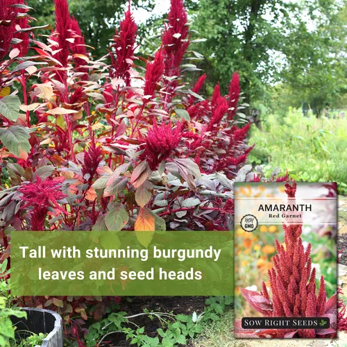Miniatura 3 de Sow Right Seeds - Semillas de amaranto rojo granate para plantar - Paquete de reliquia sin OMG con instrucciones para plantar y cultivar un huerto