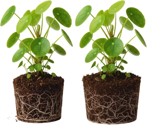 2 plantas de dinero vivas, de 5 a 6 pulgadas de largo, Pilea Peperomioides Planta viva para jardín, plantas vivas de dinero