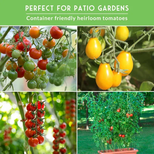 Miniatura 3 de Semillas de tomate cherry para plantar, paquete variado de 3 con diminutos Tim, pera amarilla y tomates cherry rojos grandes, variedades