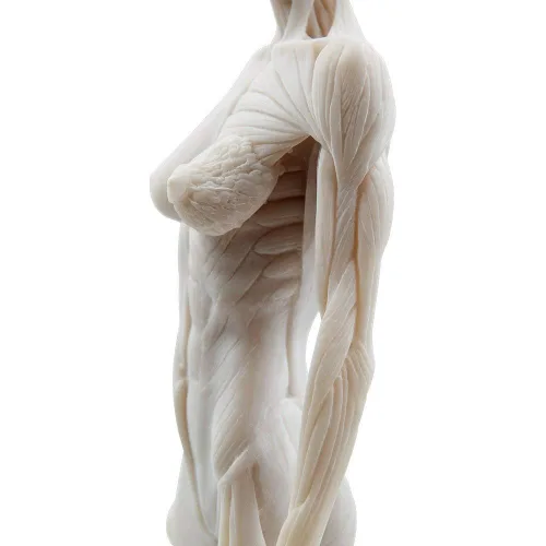 Miniatura 5 de BONEW Modelo del cuerpo de la cabeza del cráneo de la anatomía anatómica humana de la resina de los 30CM del hueso del músculo del modelo masculino