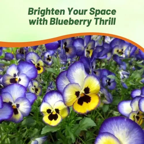 Miniatura 6 de Outsidepride Semillas de pensamiento de viola de arándanos bicolor azul y amarillo para plantar, 50 unidades. Flores resistentes al frío y aptas
