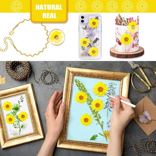 Miniatura 5 de 60 girasoles secos prensados amarillos para adornos de manualidades, flores secas naturales de 1.2 pulgadas, margarita grande para joyería