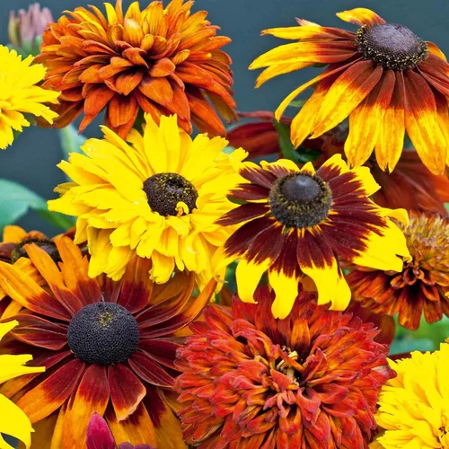 Miniatura 7 de Outsidepride All Sorts Mix Rudbeckia Seeds - 100 unidades. Semillas de flores anuales, fáciles de cultivar y auto-siembradas para plantar flores
