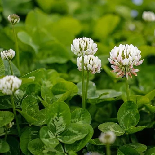 Miniatura 2 de Semillas de hierba blanca de la suerte para plantar (1,000 semillas) - Trébol fácil de cultivar