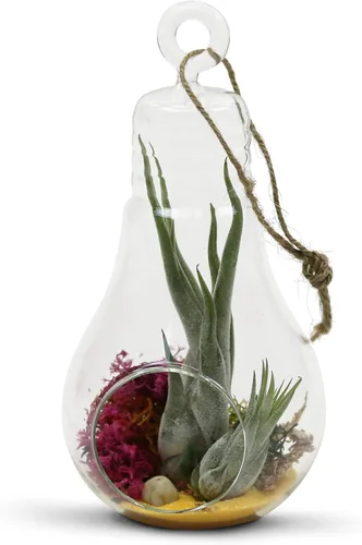 Miniatura 4 de WGV - Terrario de cristal colgante para plantas, ancho de 3 pulgadas, altura de 6 pulgadas, bombilla de aire para suculentas, jarrón transparente